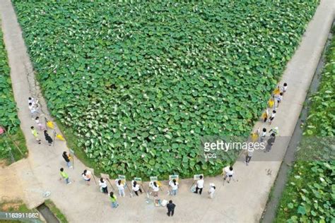 Het Geheime Wonder van de Lotusvijver: Een Verborgen Paradijs in Yongzhou!