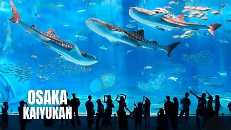  De Ōsaka Aquarium: Een Waterwereld vol Wonderen en Zeelevens!